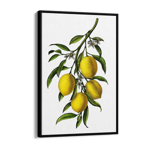 Lemon Branch Vintage Botanical Kitchen Wall Art - The Affordable Art Company
