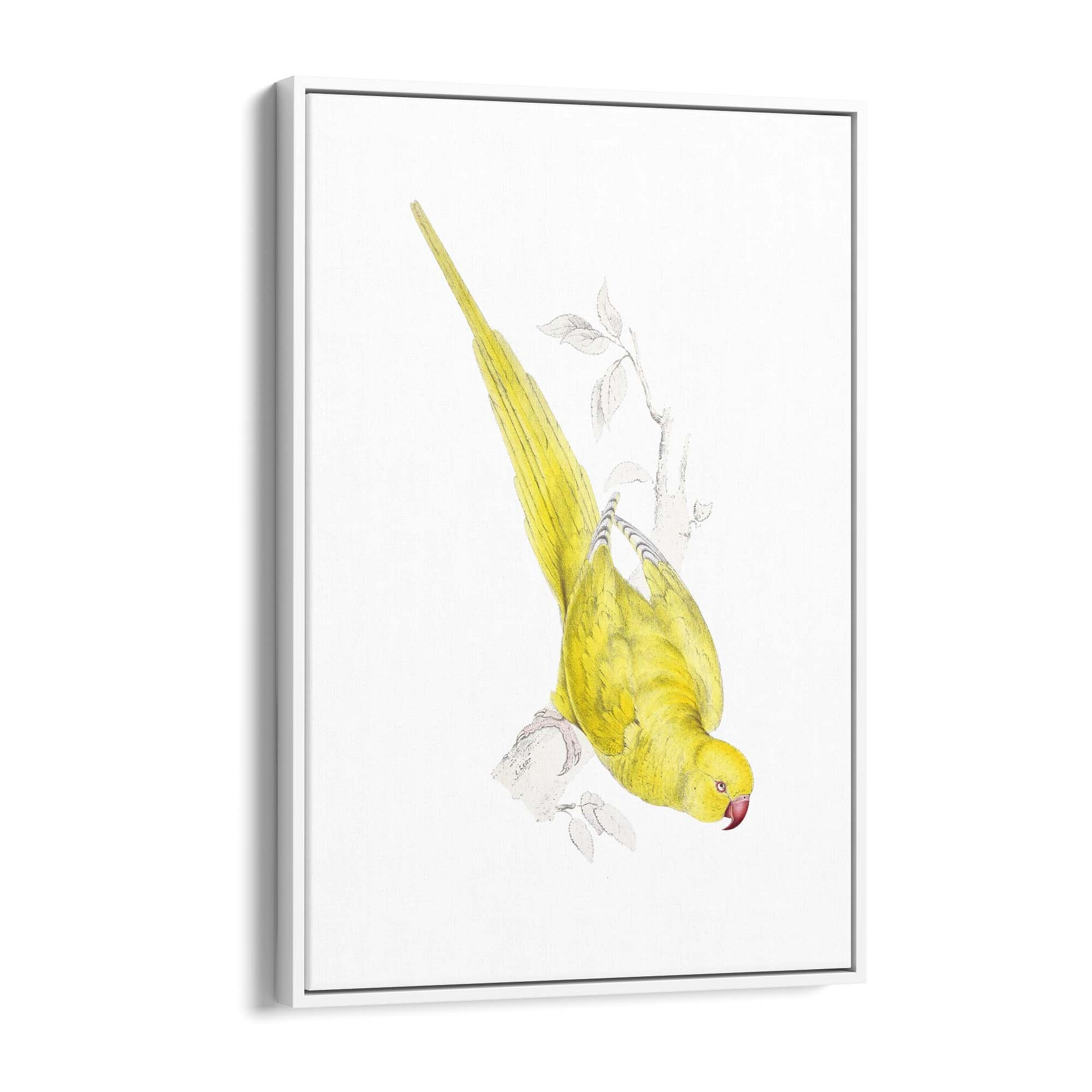Yellow Roseringed Parakeet Exotic Bird Wall Art - The Affordable Art Company