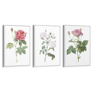 Set of Pink Floral Vintage Botanical Wall Art #4 - The Affordable Art Company