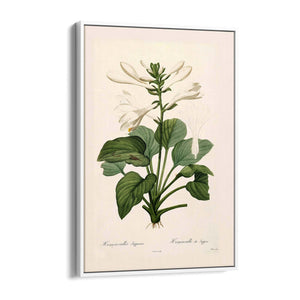 White Flower Vintage Botanical Kitchen Wall Art #2 - The Affordable Art Company