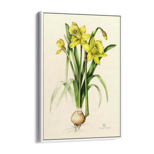 Daffodil Flower Botanical Drawing Kitchen Wall Art - The Affordable Art Company