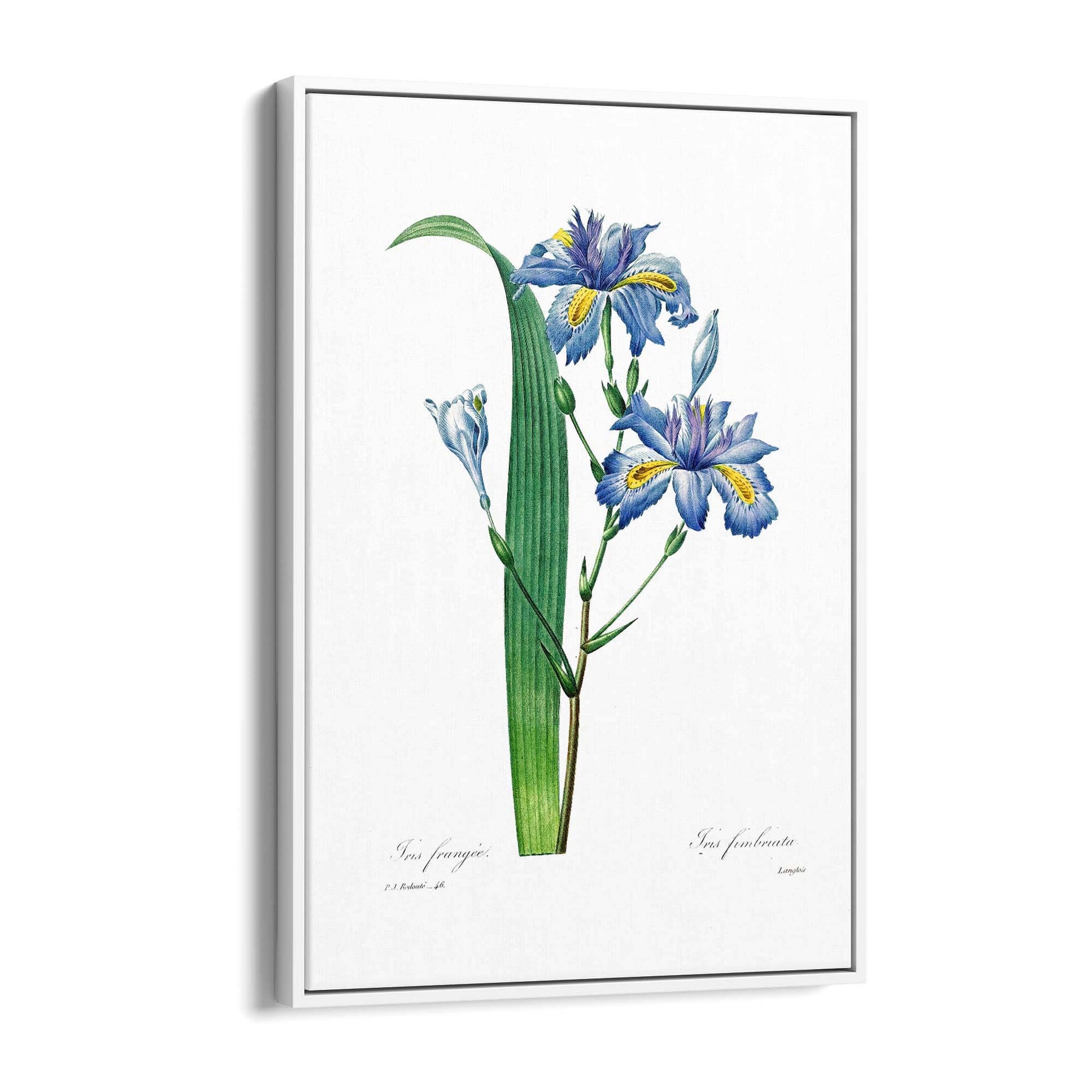 Vintage Blue Flowers Botanical Drawing Wall Art - The Affordable Art Company