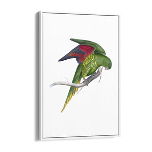 Matons Parakeet Exotic Bird Drawing Wall Art - The Affordable Art Company