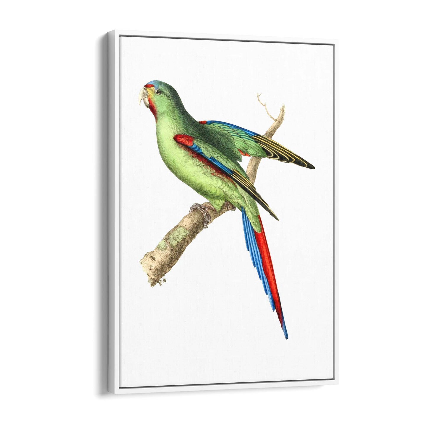 Red-Shouldered Parakeet Exotic Bird Wall Art - The Affordable Art Company