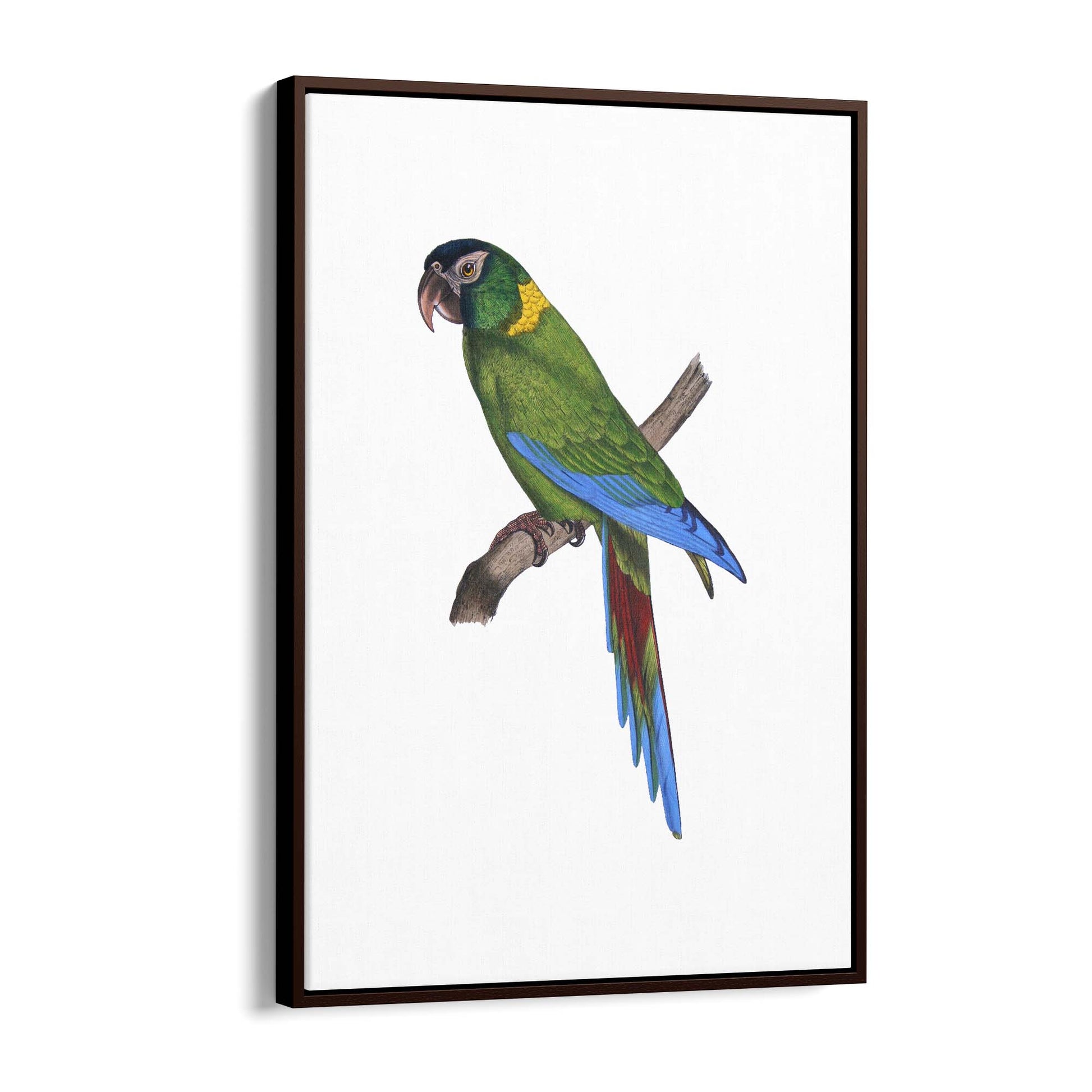 Golden-Collared Macaw Exotic Bird Drawing Wall Art - The Affordable Art Company