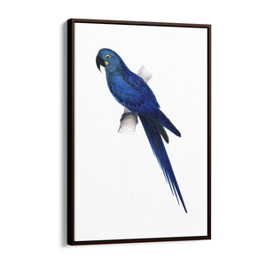 Hyacinth Macaw Blue Exotic Bird Drawing Wall Art - The Affordable Art Company