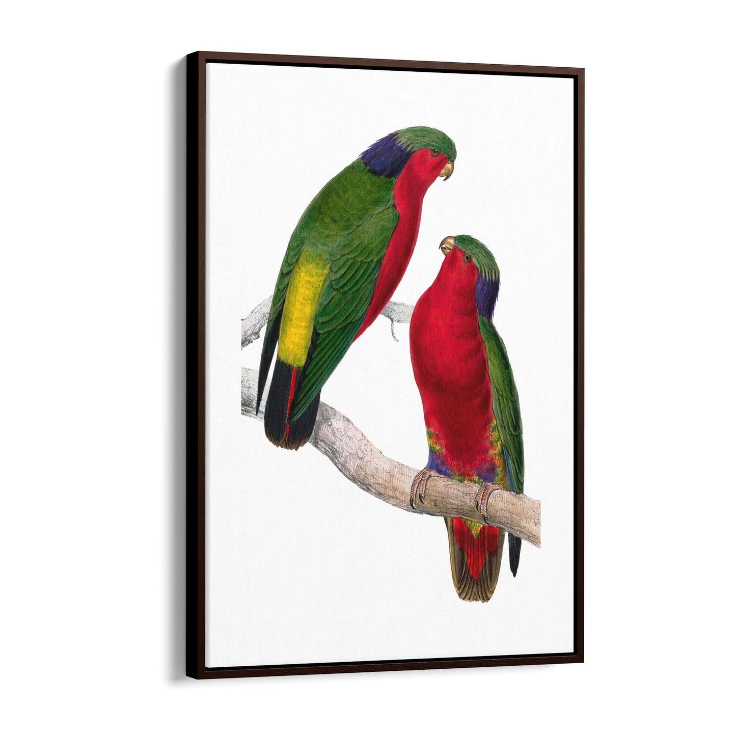 Kuhl's Lorikeet Exotic Bird Drawing Wall Art - The Affordable Art Company