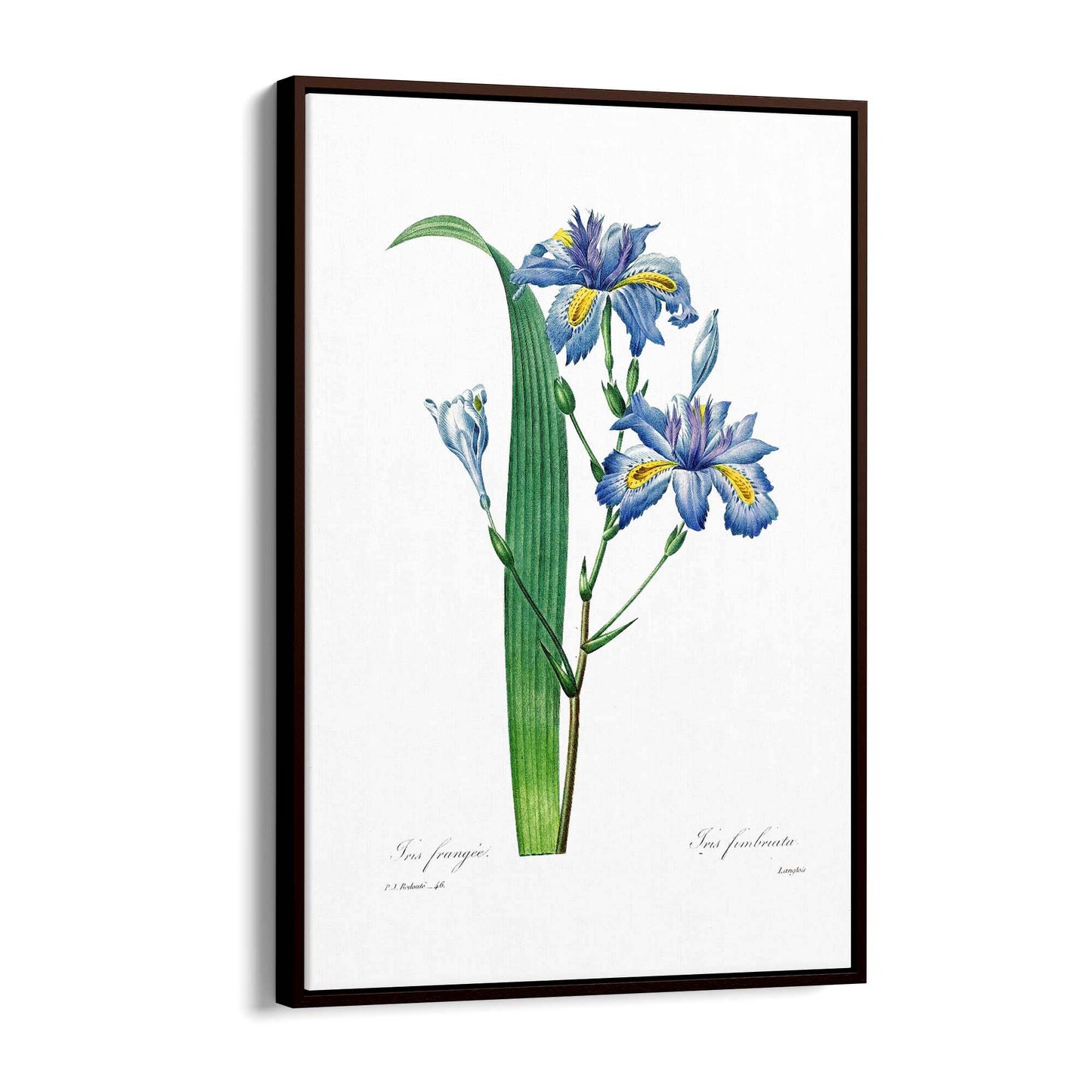 Vintage Blue Flowers Botanical Drawing Wall Art - The Affordable Art Company