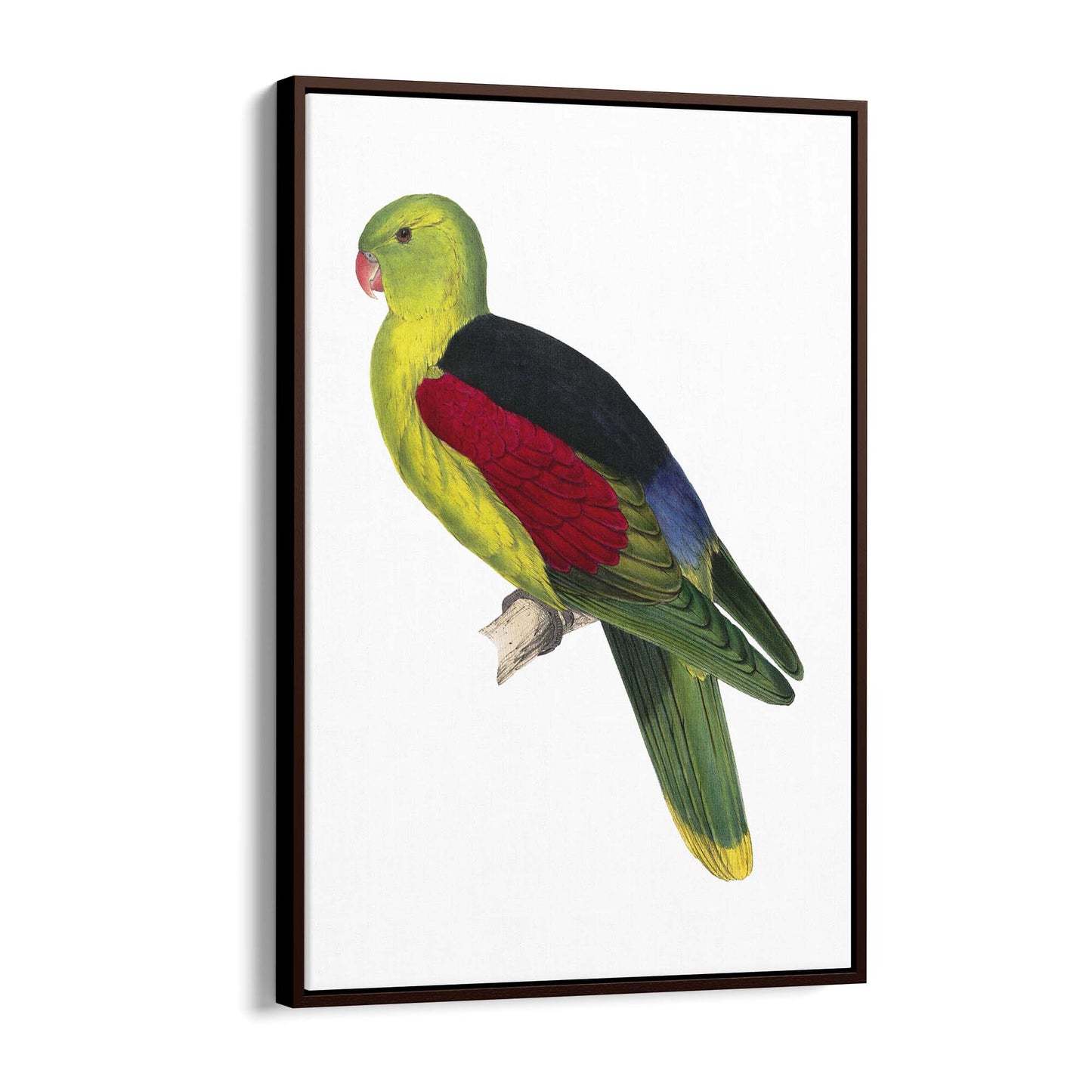 Crimson Winged Male Parakeet Exotic Bird Wall Art - The Affordable Art Company