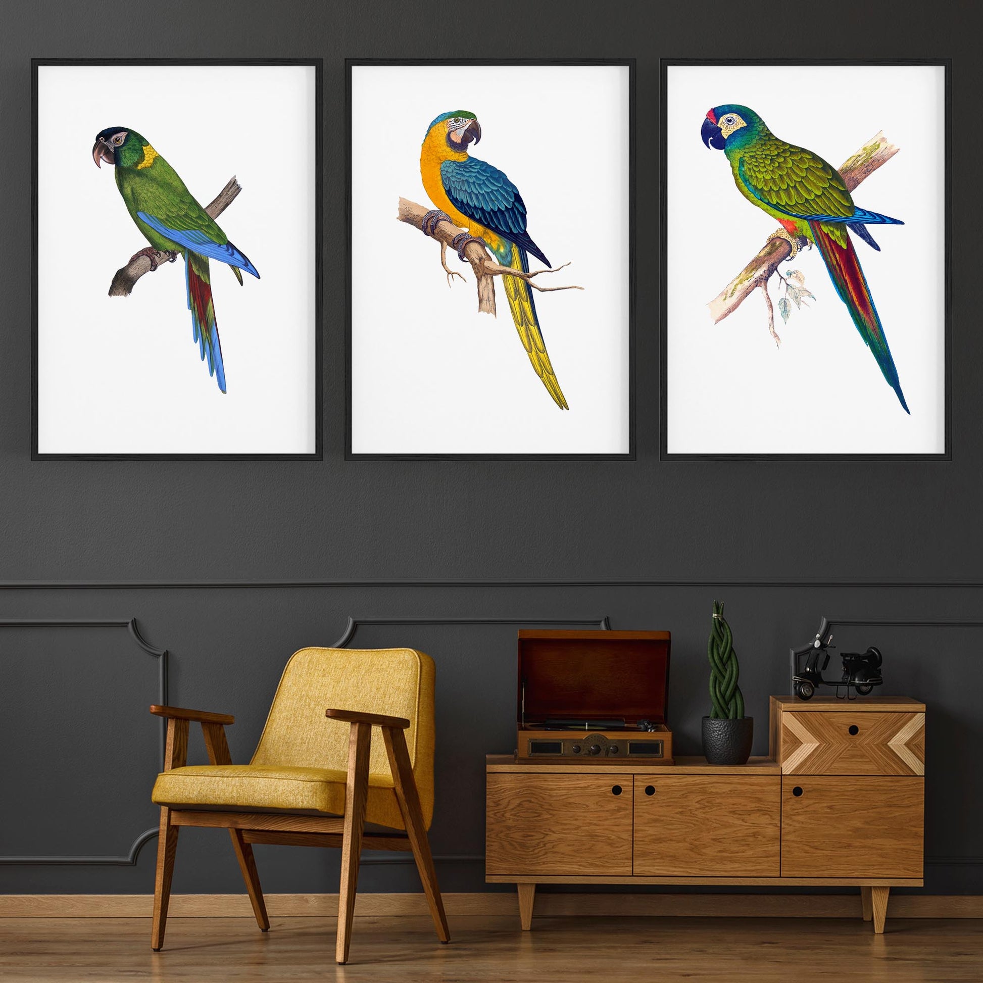 Set of Exotic Bird Drawings Australian Wall Art - The Affordable Art Company